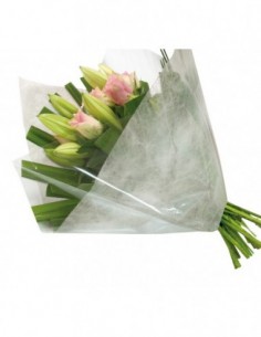 Film transparent neutre 2